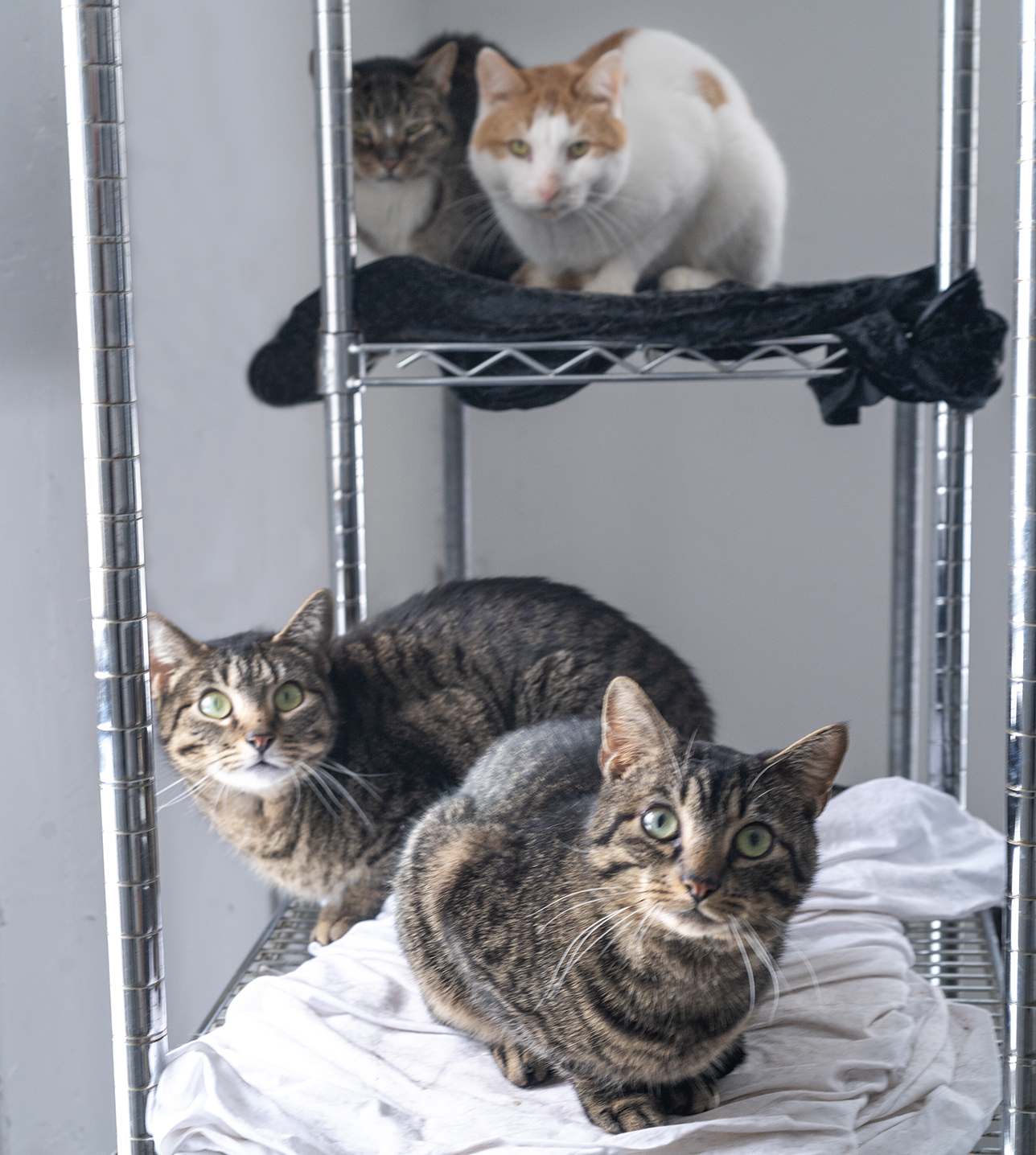 Top Cat Sanctuary cat photo